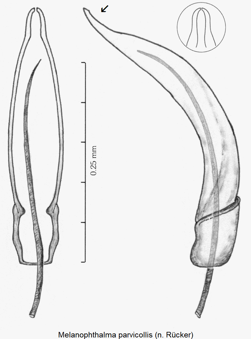 melanophthalma_parvicollis1.gif