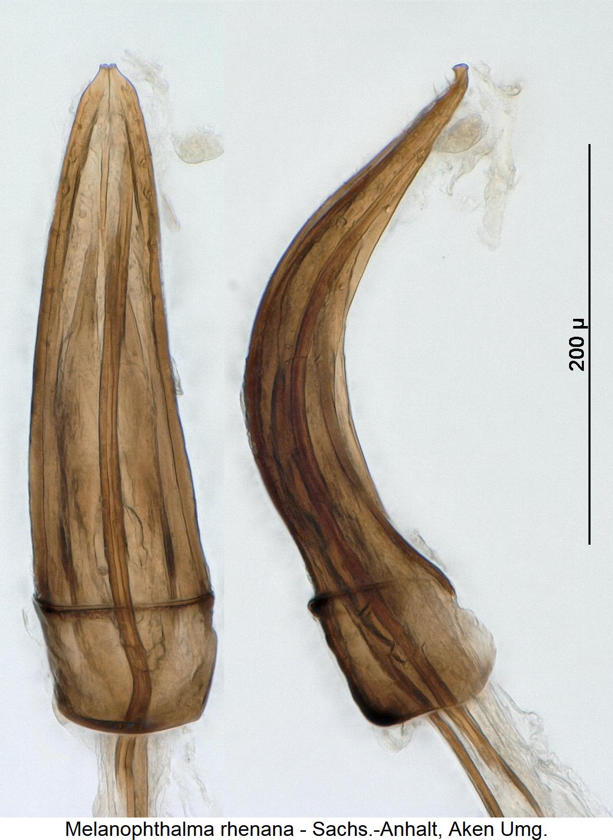 melanophthalma_rhenana1.jpg