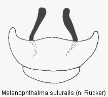 melanophthalma_suturalis_abdomen.gif