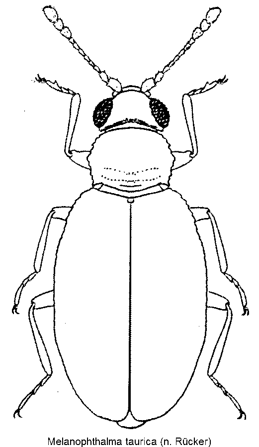 melanophthalma_taurica_hab.gif