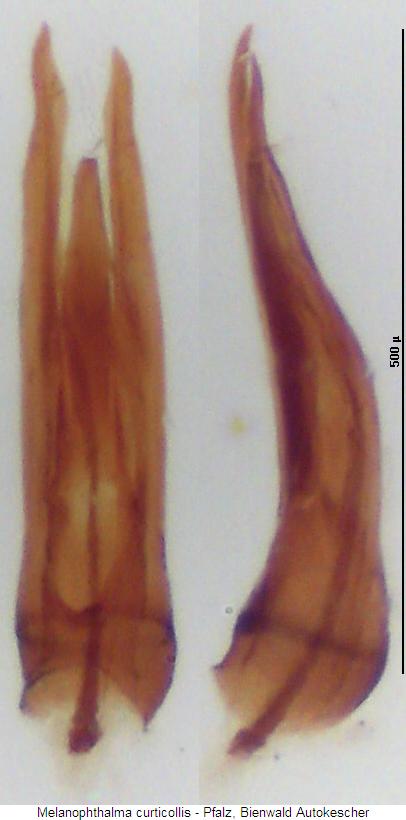 melanophthalma_transversalis.jpg