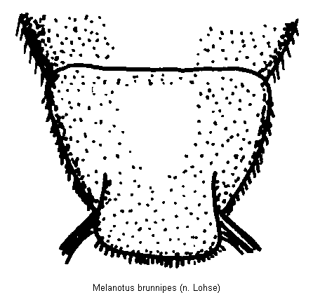melanotus_brunnipes_ster.gif