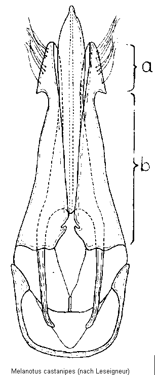 melanotus_castanipes.gif