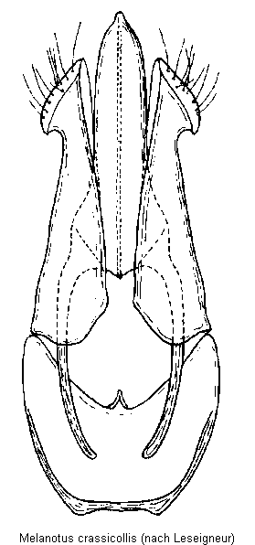 melanotus_crassicollis.gif