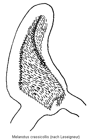 melanotus_crassicollis_bur.gif