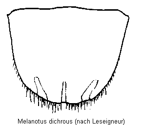 melanotus_dichrous_ter.gif