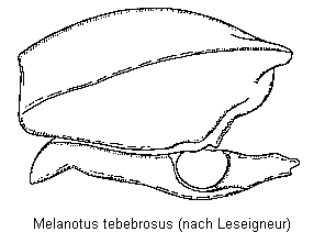 melanotus_tebebrosus_vbr.gif