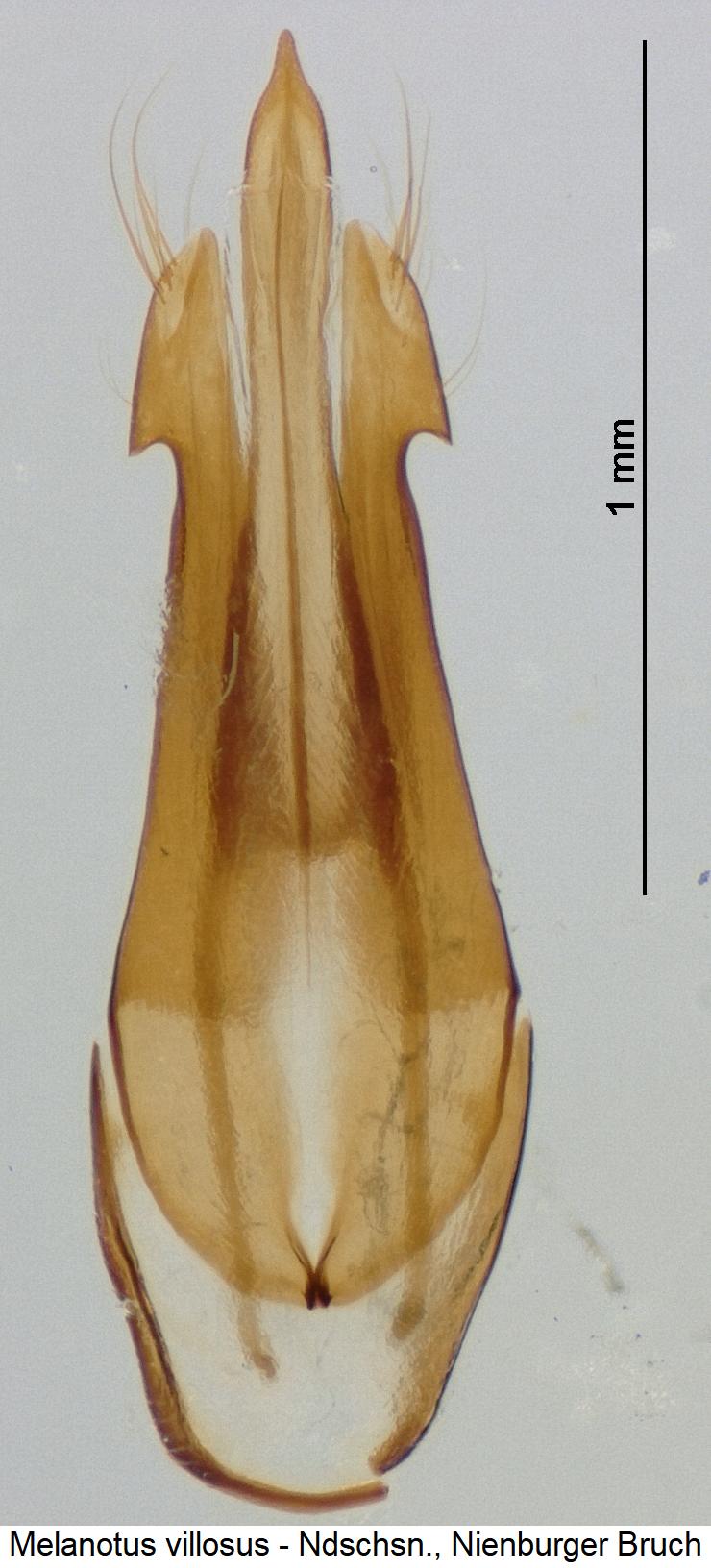 melanotus_villosus.jpg
