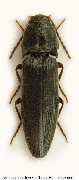 melanotus_villosus_hab.jpg