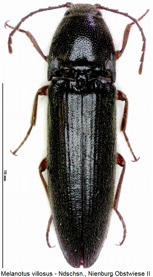 melanotus_villosus_hab1.jpg