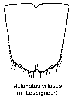 melanotus_villosus_ter.gif