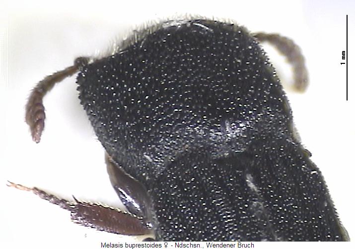 melasis_buprestoides_w_hsch.jpg