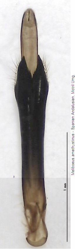 meliboeus_amethystinus.jpg