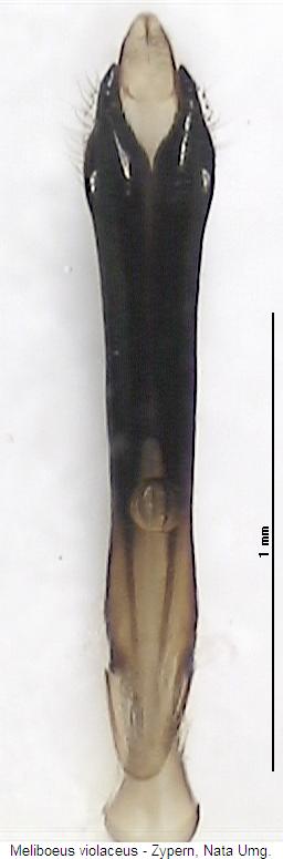 meliboeus_violaceus.jpg