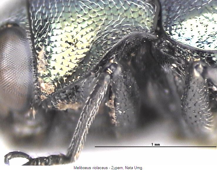 meliboeus_violaceus_sa.jpg