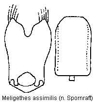 meligethes_assimilis.gif