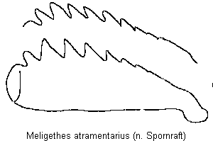 meligethes_atramentarius_vschn.gif