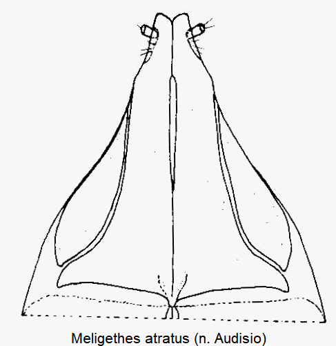 meligethes_atratus_ovi.gif