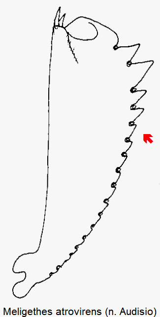 meligethes_atrovirens_vschn.gif