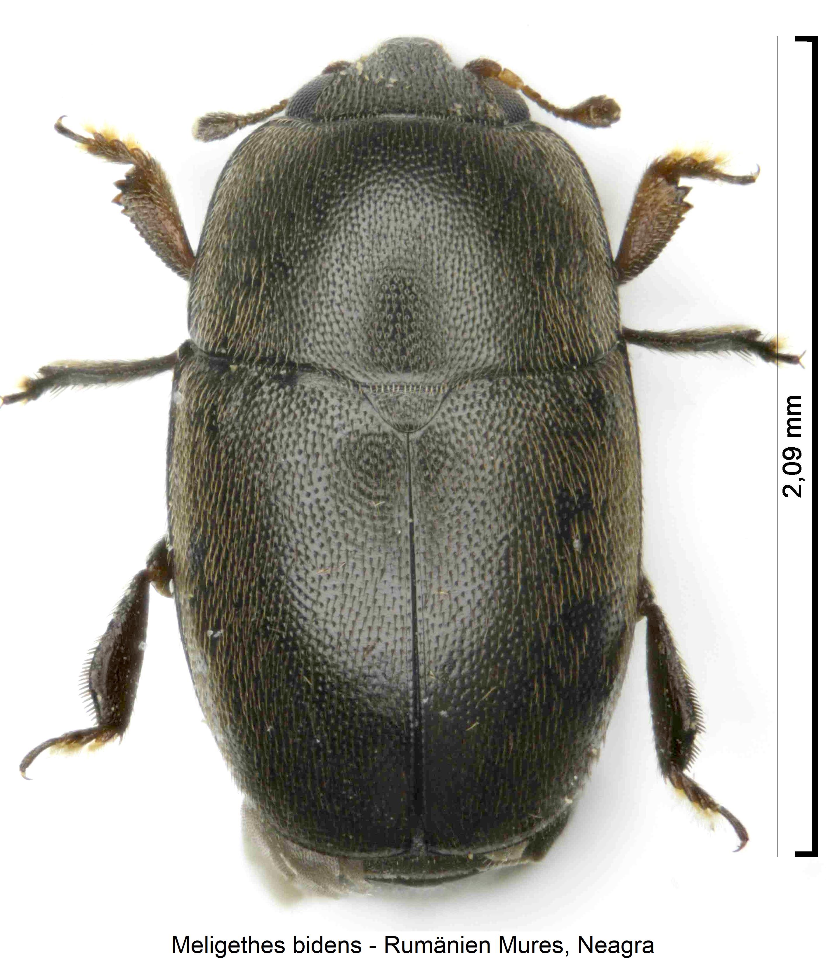 meligethes_bidens_hab.jpg