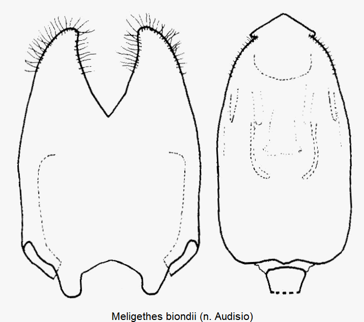 meligethes_biondii.gif