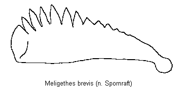 meligethes_brevis_vschn.gif