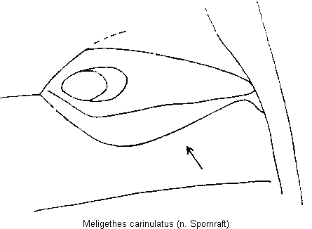 meligethes_carinulatus_us.gif