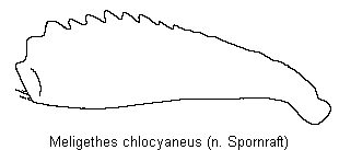 meligethes_chlocyaneus_vschn.gif