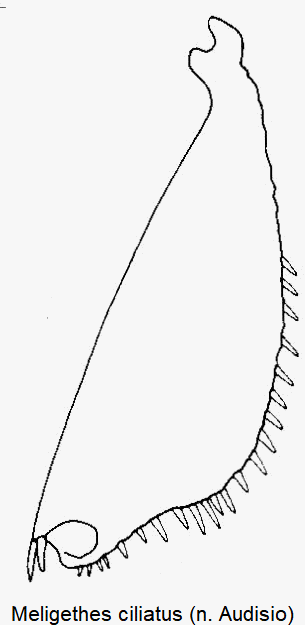 meligethes_ciliatus_hschn.gif