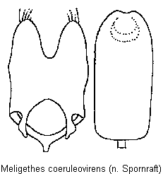 meligethes_coeruleovirens.gif