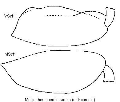 meligethes_coeruleovirens_schl.gif