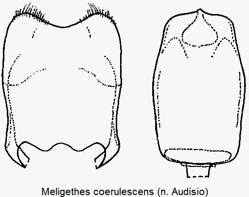 meligethes_coerulescens.gif