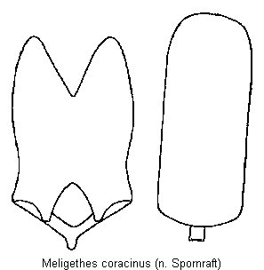 meligethes_coracinus.gif