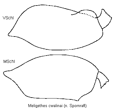 meligethes_czwalinai_schl.gif
