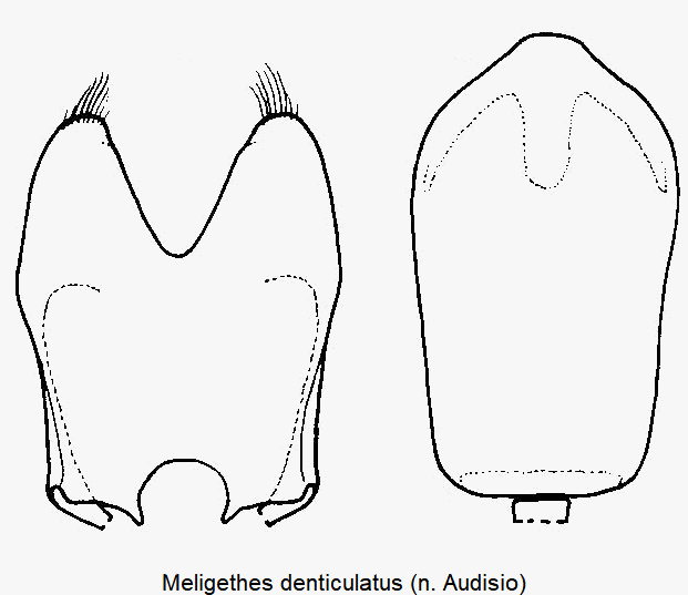 meligethes_denticulatus1.gif