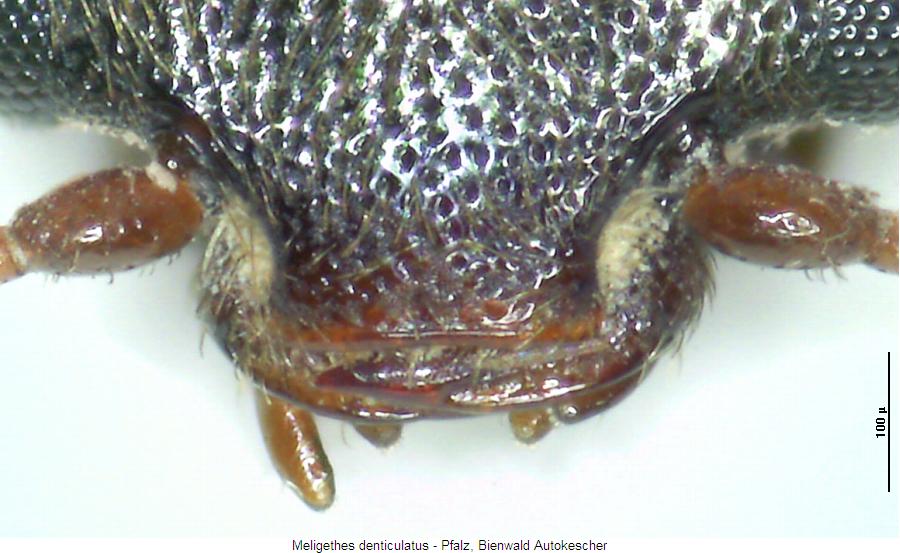meligethes_denticulatus_ksch.jpg
