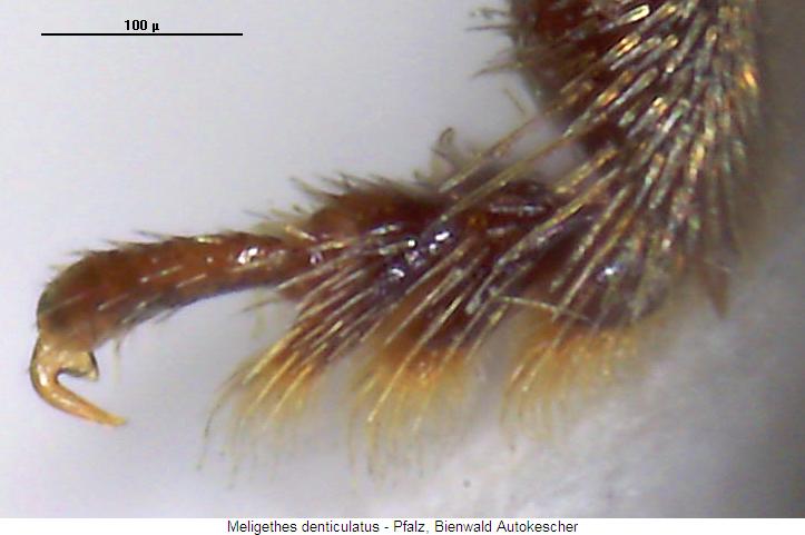 meligethes_denticulatus_tr.jpg