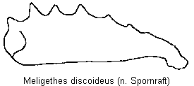 meligethes_discoideus_vschn.gif