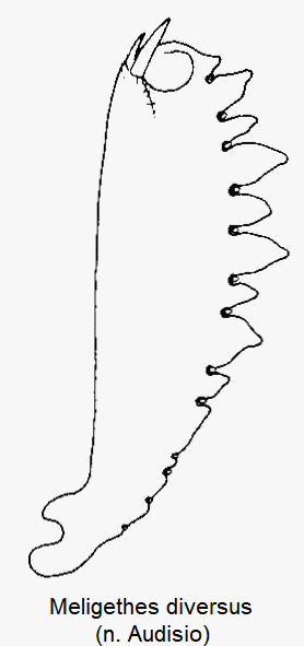 meligethes_diversus_vschn.gif