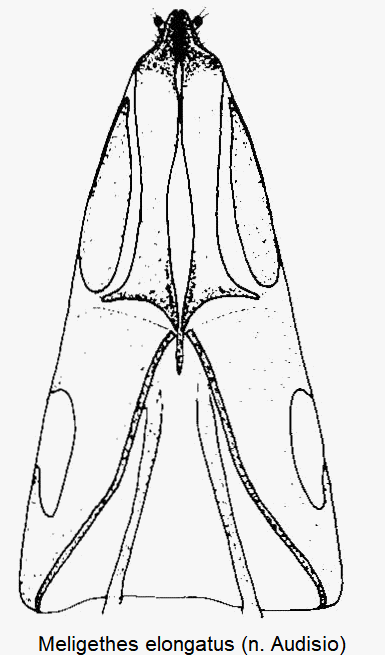 meligethes_elongatus_ovi.gif