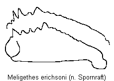 meligethes_erichsoni_vschn.gif
