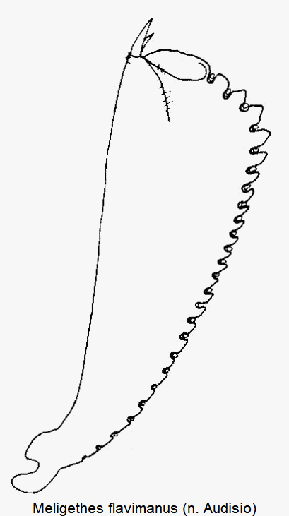 meligethes_flavimanus_vschn1.gif