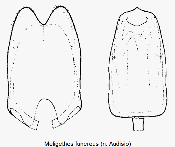 meligethes_funereus.gif