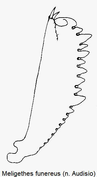 meligethes_funereus_vschn.gif