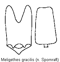 meligethes_gracilis.gif