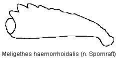 meligethes_haemorrhoidalis_vschn.gif