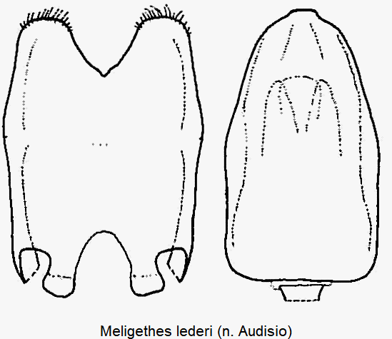 meligethes_lederi.gif