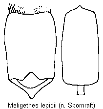 meligethes_lepidii.gif