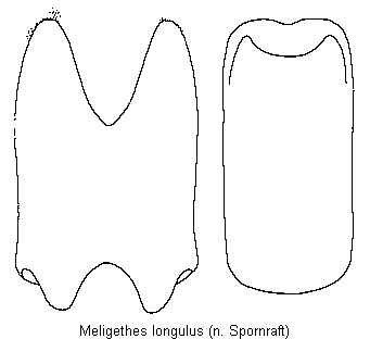 meligethes_longulus.gif