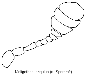 meligethes_longulus_f.gif